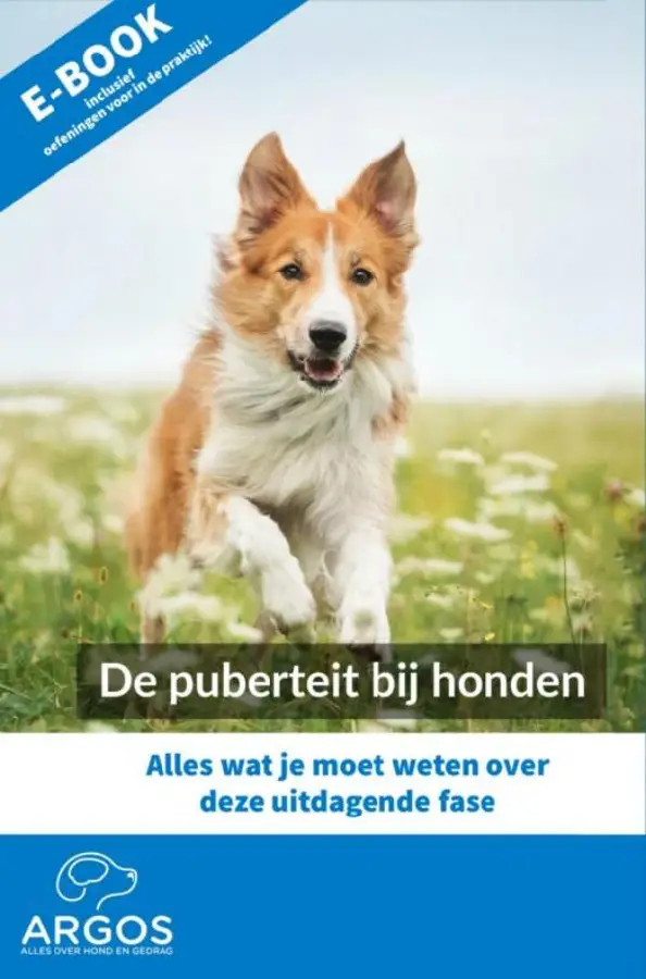 De puberteit bij honden
