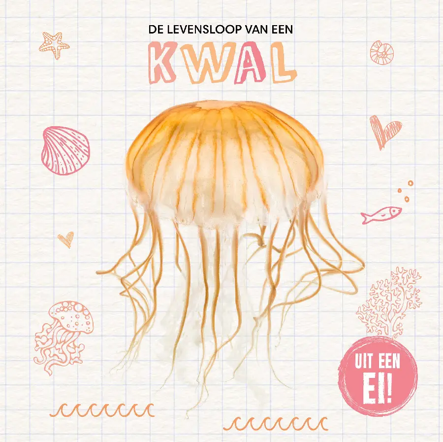 De levensloop van een kwal